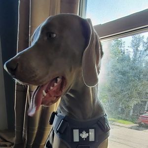 Meet your Posher, Dan